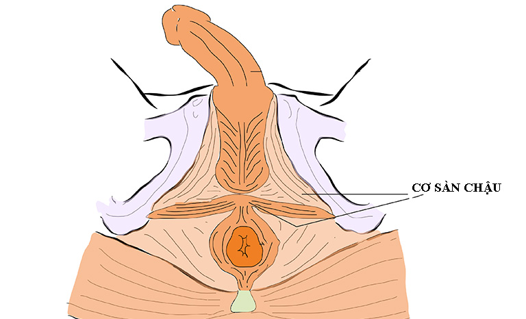 HÌnh ảnh cơ sàn chậu ở nam giới