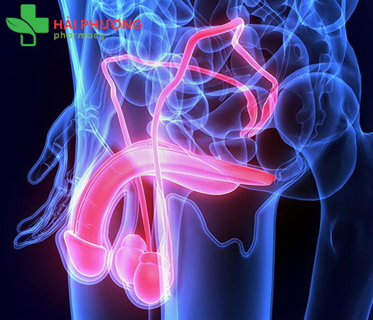 Rối Loạn Cương Dương Là Gì? Nguyên Nhân, Dấu Hiệu & Cách Chữa Trị Tự Nhiên Hiệu Quả