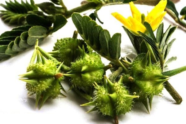 Bạch tật lê giúp tăng testosterone và sức bền nam giới khi quan hệ