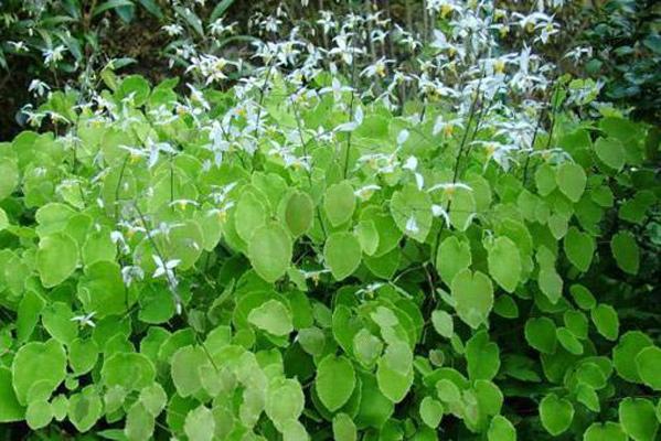 Dâm dương hoắc giúp hỗ trợ điều trị rối loạn cương dương hiệu quả