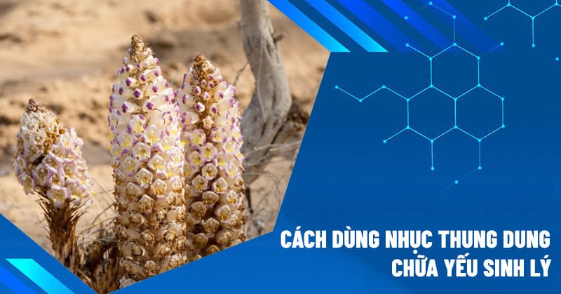 Nhục thung dung giúp bổ thận cải thiện chất lượng tinh trùng và sinh lý nam giới