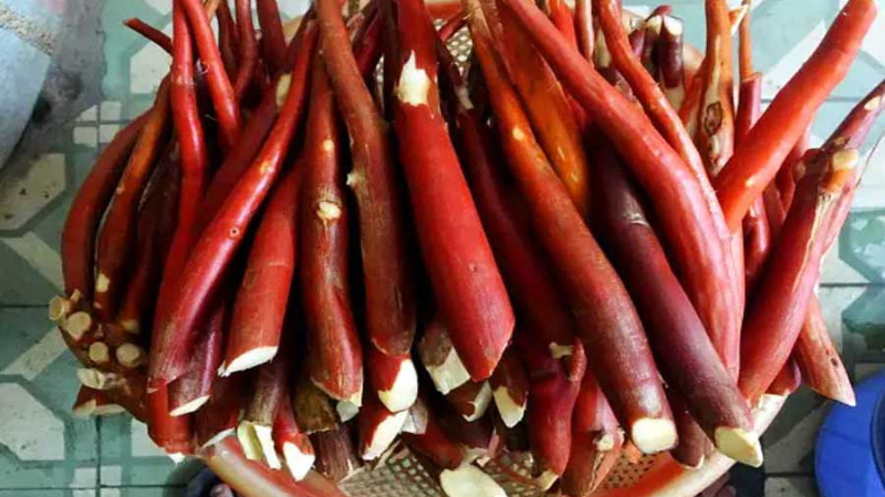 Sâm cau giúp cải thiện chất lượng tinh trùng và thời gian cương cứng